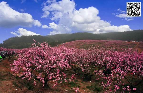 宜昌赏花旅游推荐目的地枝江安福寺桃花源