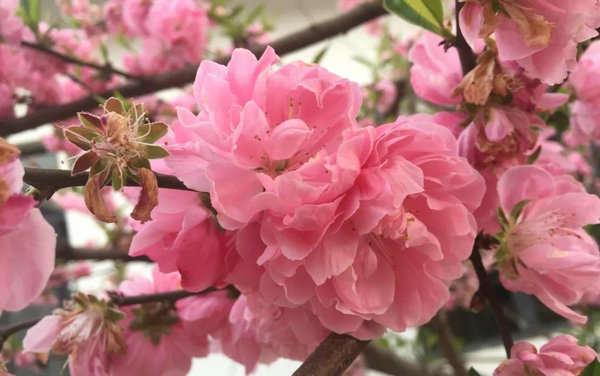 宜昌赏花旅游推荐目的地枝江安福寺桃花源